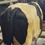 Cattle Image 3