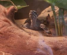 musk turtles