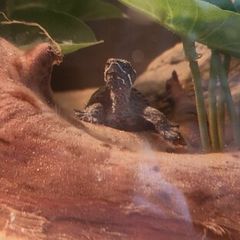 musk turtles
