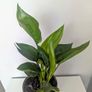 Bird of Paradise Plant Image 2