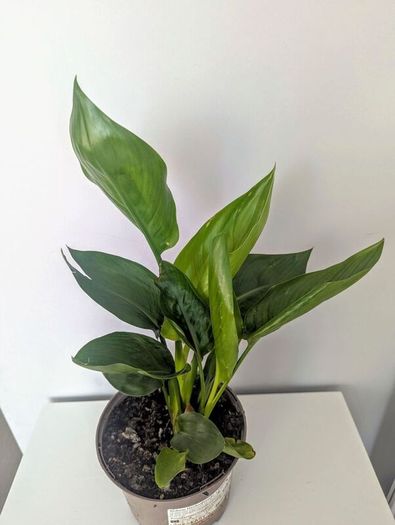 Bird of Paradise Plant