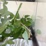Indian Stick Insects / Easy Pet Insects for Adoption Image 5