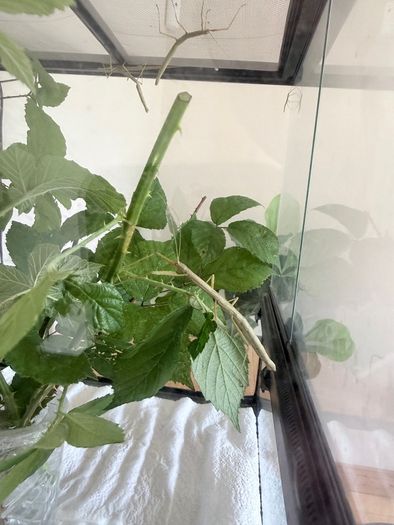 Indian Stick Insects / Easy Pet Insects for Adoption