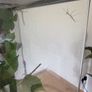 Indian Stick Insects / Easy Pet Insects for Adoption Image 3