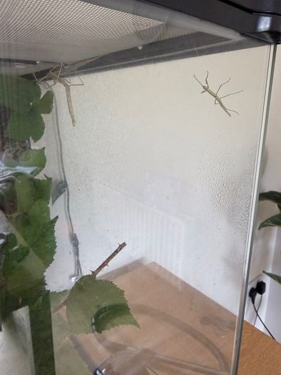 Indian Stick Insects / Easy Pet Insects for Adoption