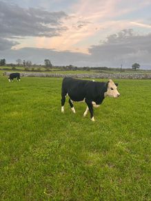 20 White head heifers
