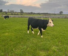 20 White head heifers