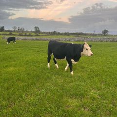 20 White head heifers