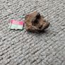 Meteorite Sericho pallasite 11.67g Image 2