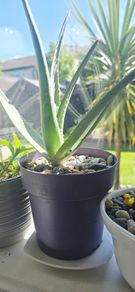 aloe vera plant