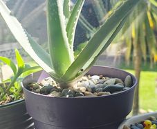 aloe vera plant
