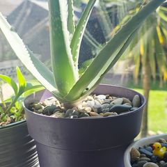 aloe vera plant