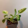 Philodendron Giganteum Variegated Image 6