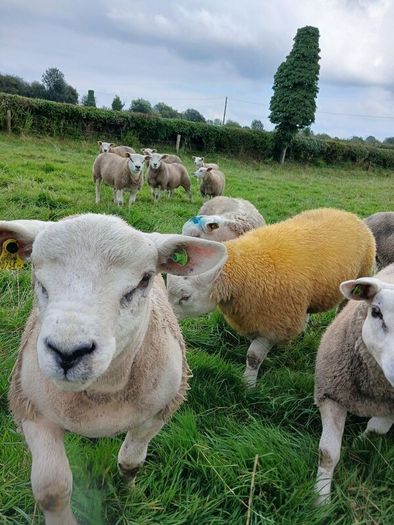PBR texel ram lambs
