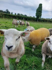 PBR texel ram lambs