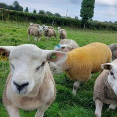 PBR texel ram lambs