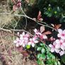 Dwarf Rhododendron 10 euro 6 for 50 euro Image 6