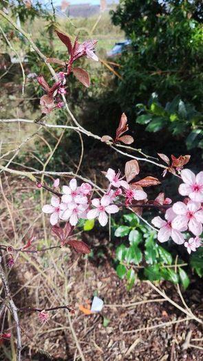 Dwarf Rhododendron 10 euro 6 for 50 euro