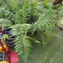 Dicksonia Antarctica (HARDY FERN) Image 2