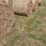 Organic meadow hay Image 2