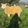 NCC Shearling Rams Image 2