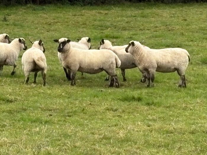 Hoggets