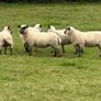 Hoggets Image 3