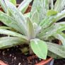 Pearly everlasting Image 2