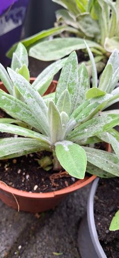 Pearly everlasting