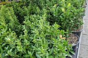 hedging