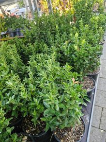 hedging