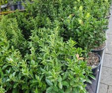 hedging
