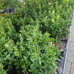 hedging