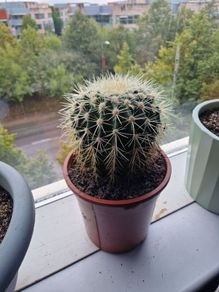 Large barrel cactus