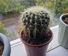 Large barrel cactus