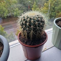 Large barrel cactus