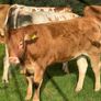 Drumline S 1185 heifers Image 2