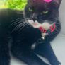 Lost cat - Pookie Image 2