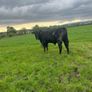 Angus bulls Image 5