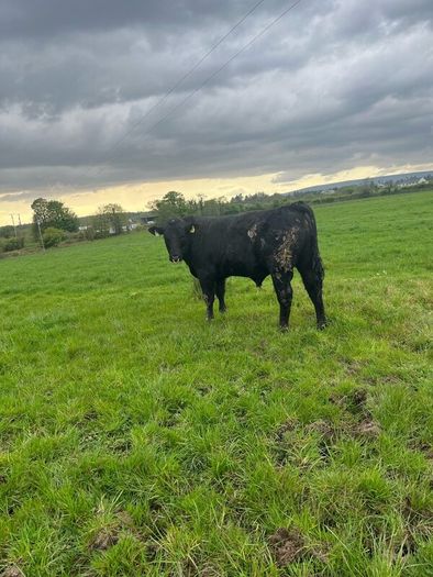 Angus bulls