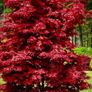 Japanese acer Image 3