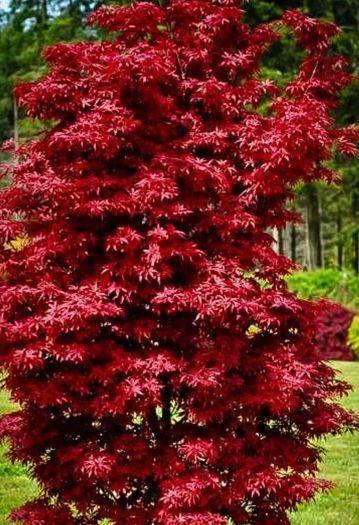 Japanese acer