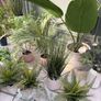 Faux plants Image 2