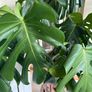 Large Healthy Monstera Deliciosa (Swiss Cheese Plant) in Ceramic Pot Image 7