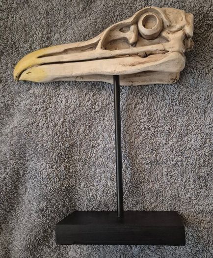 1/1 resin copy of a albatross skull. On display stand.