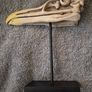 1/1 resin copy of a albatross skull. On display stand. Image 6