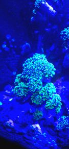 Coral frags