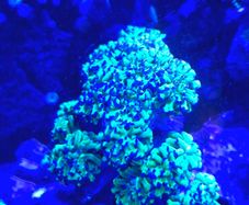 Coral frags
