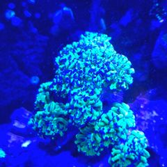 Coral frags