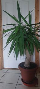 yucca